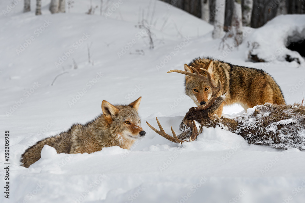 Coyote (Canis latrans) Sniffs at Body of Deer Packmate to Left Winter