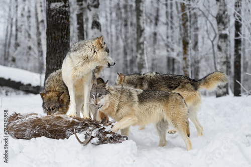 Grey Wolf (Canis lupus) Watches as Rest of Pack Comes to Investigate Deer Body Winter © hkuchera