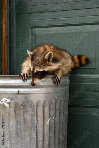 Raccoon (Procyon lotor) Perched on Top of Garbage Can
