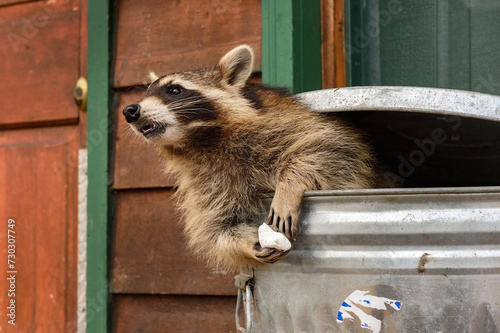 Raccoon (Procyon lotor) Leans Out of Garbage Can With Marshmallow in Paws