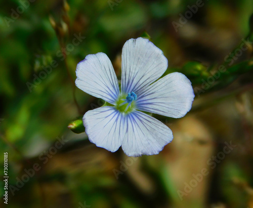 Flax or linseed blue flower in wild