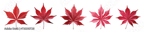 Japanese maple leaf vector set isolated on white background