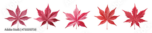 Japanese maple leaf vector set isolated on white background