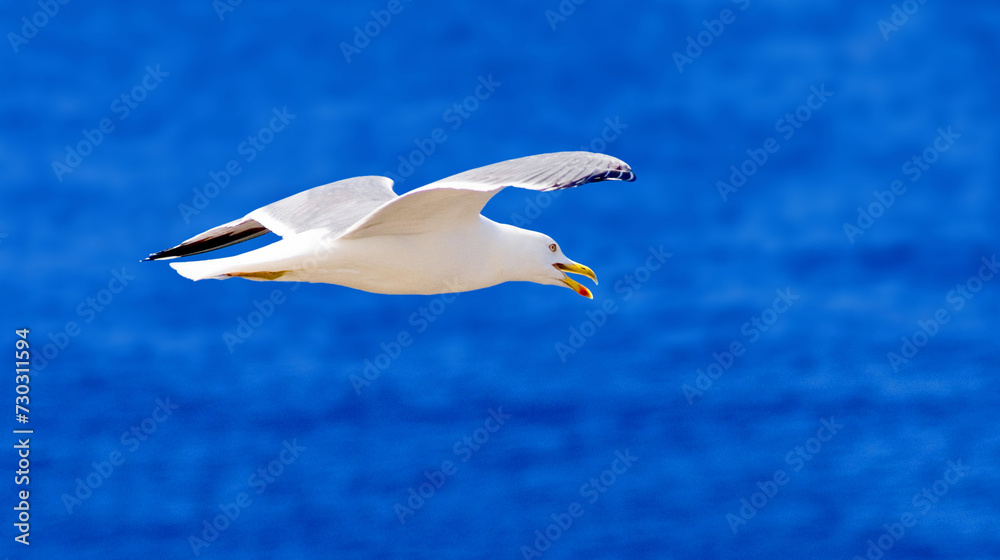 Obraz premium Herring Gull (Larus Argentatus) in flight over the blue Atlantic, Tenerife, Spain