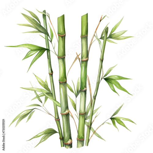 Bamboo in watercolor style isolated on white or transparent background