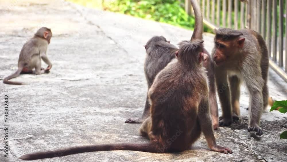 Close-up of a monkey family, including a cute baby monkey.