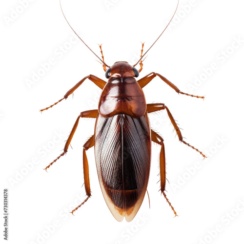 Cockroach isolated on white or transparent background