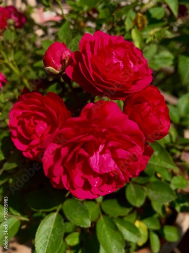 red roses in garden hd image 