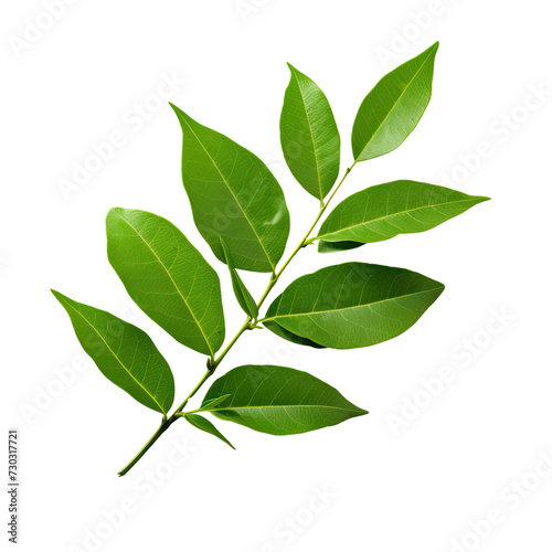 Curry leaves on transparent background