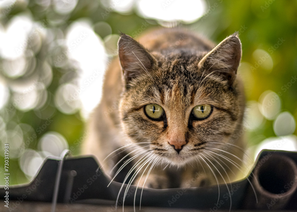 Playful domestic cat. Very shallow depth of field. Playful domestic cat. Very shallow depth of field.
