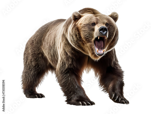 A Fierce Grizzly Bear, isolated on a transparent or white background © Aleksandr