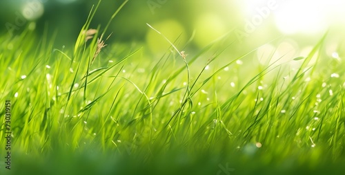 Green grass closeup in the sunlight