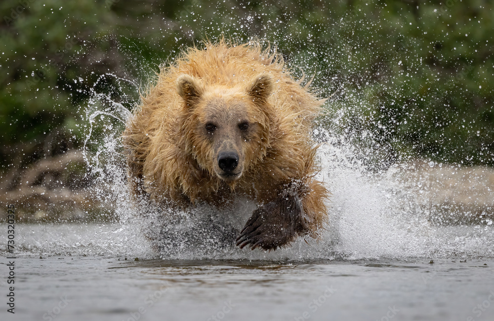 Fototapeta premium A brown bear fishing for salmon in Karmai. Alaksa