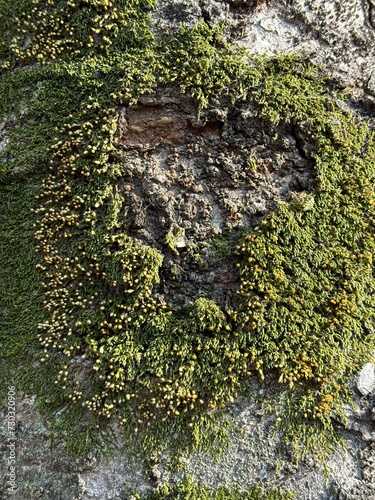 green bark background moss on