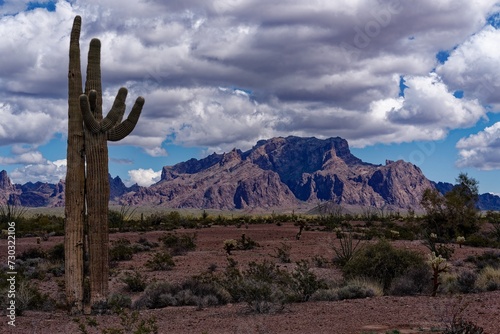 saguaro cactus in Arizona