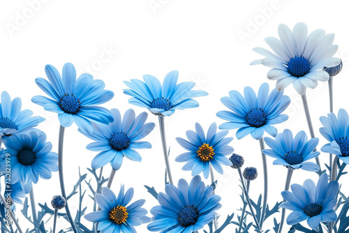 Blue Daisy Flowers on Transparent Background