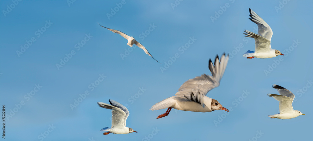 gulls flying on blue sky