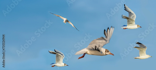 gulls flying on blue sky