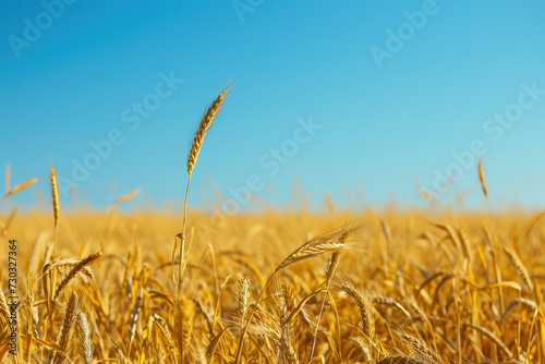 Golden wheat field ready for harvest under clear blue sky. Agriculture and farming.