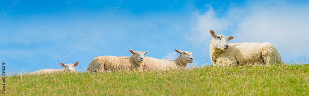 sheep on a meadow sheep on a meadow