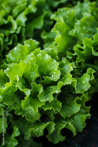 Lush, green lettuce leaves forming a crisp and healthy salad