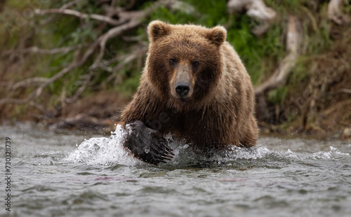 Brown bear fishing for salmon in Katmai, Alaska. 