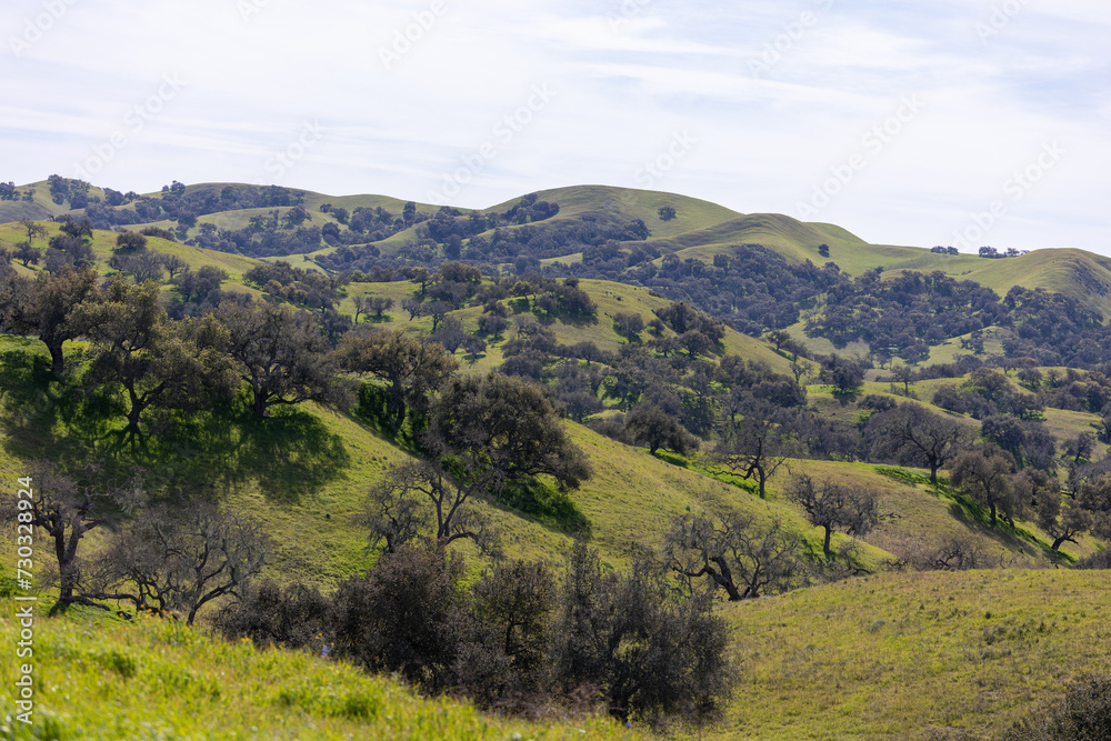 Oak Trees of the Central Coast of California