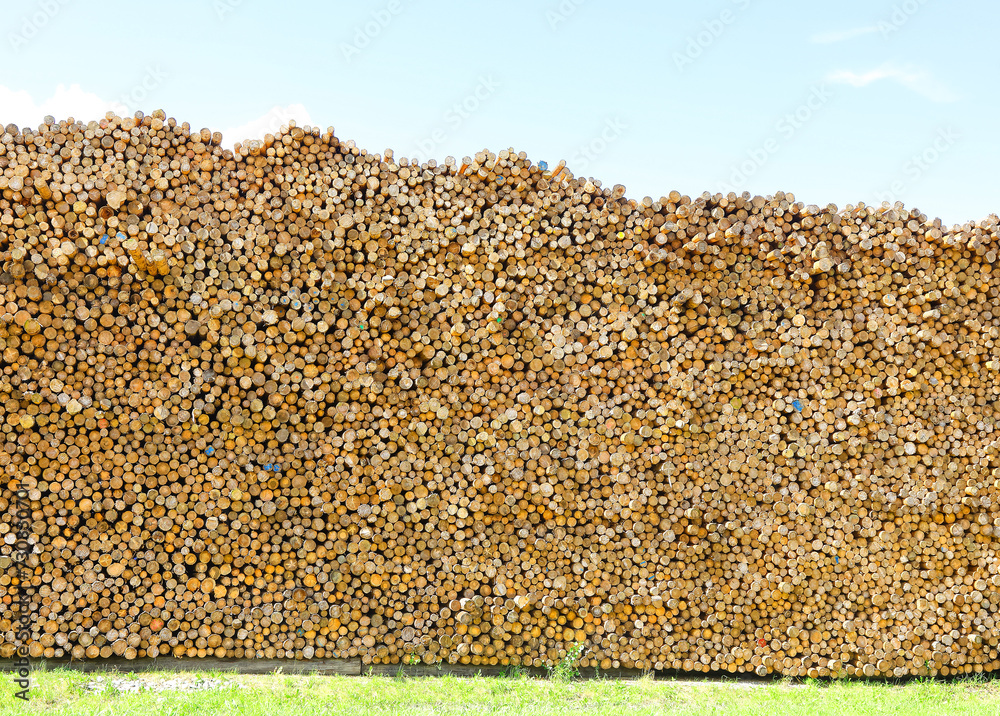 pile of many cut logs for the production of building materials and timber pile of many cut logs for the production of building materials and timber