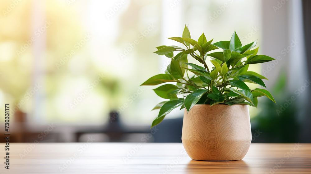 Houseplant in flowerpot on a table in front of light background with copy space Houseplant in flowerpot on a table in front of light background with copy space