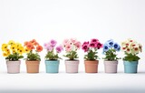 a row of small wooden pots that contain flowers