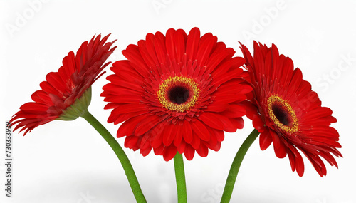 Czerwone kwiaty gerbery na białym tle