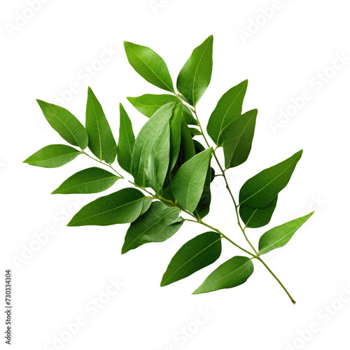 Curry leaves on transparent background