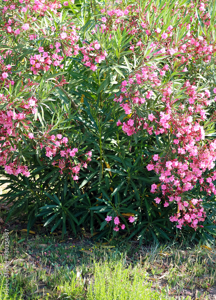 oleander shrub in mediterranea location in summer