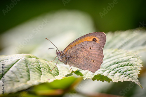 Meadow Brown butterfly - Maniola jurtina