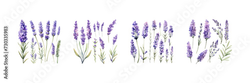 Lavender flowers set watercolor. Vector illustration design.