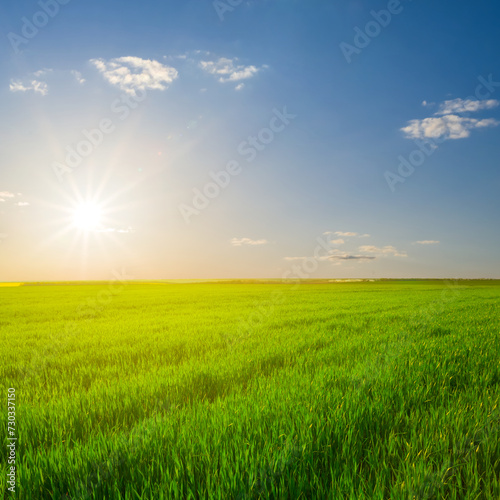 green rural field at the sunset  concept spring agricultural scene