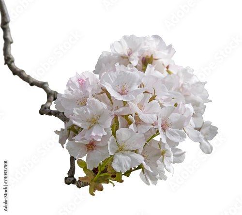 Fleurs de Prunus serrulata	 photo