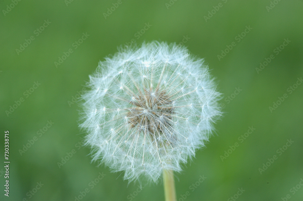 Fototapeta premium Beautiful dandelion flower isolated.