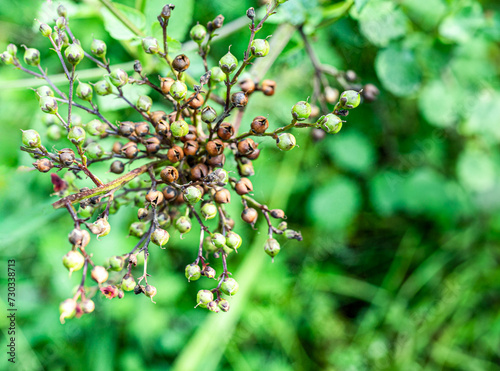 Close-up of rounded seeds of a wild plant in a park on a sunny summer day.