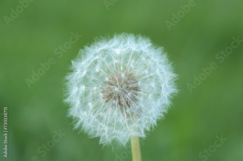 Beautiful dandelion flower isolated.