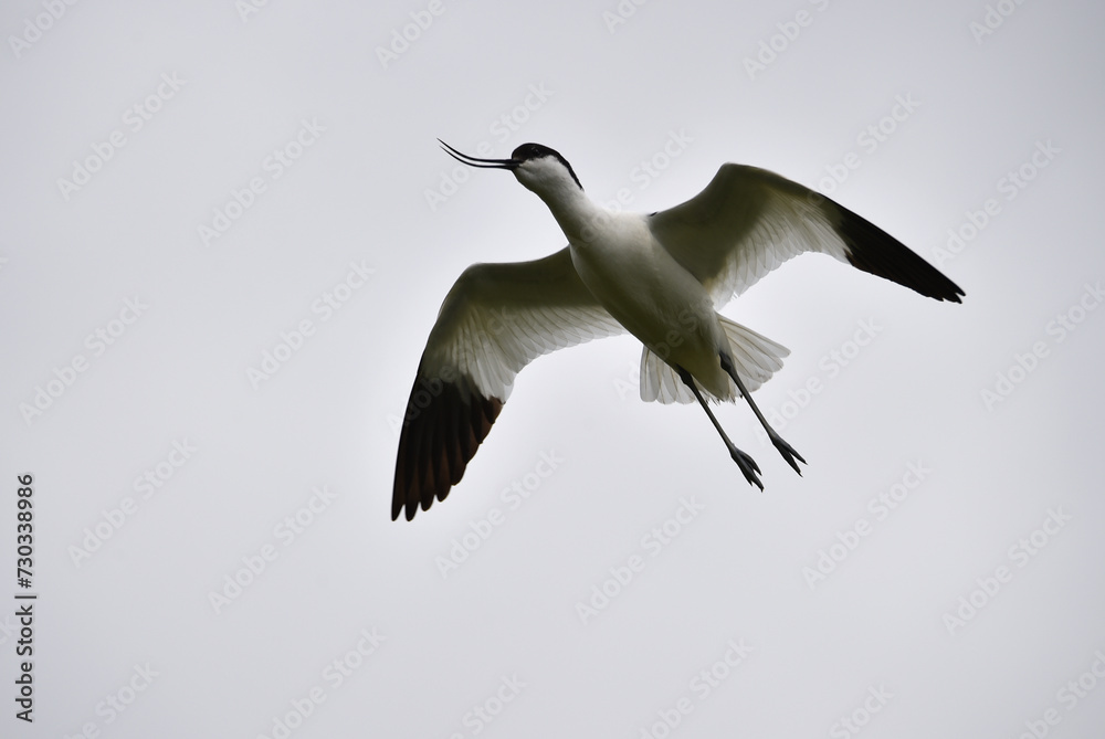 Obraz premium Säbelschnäbler in der Luft