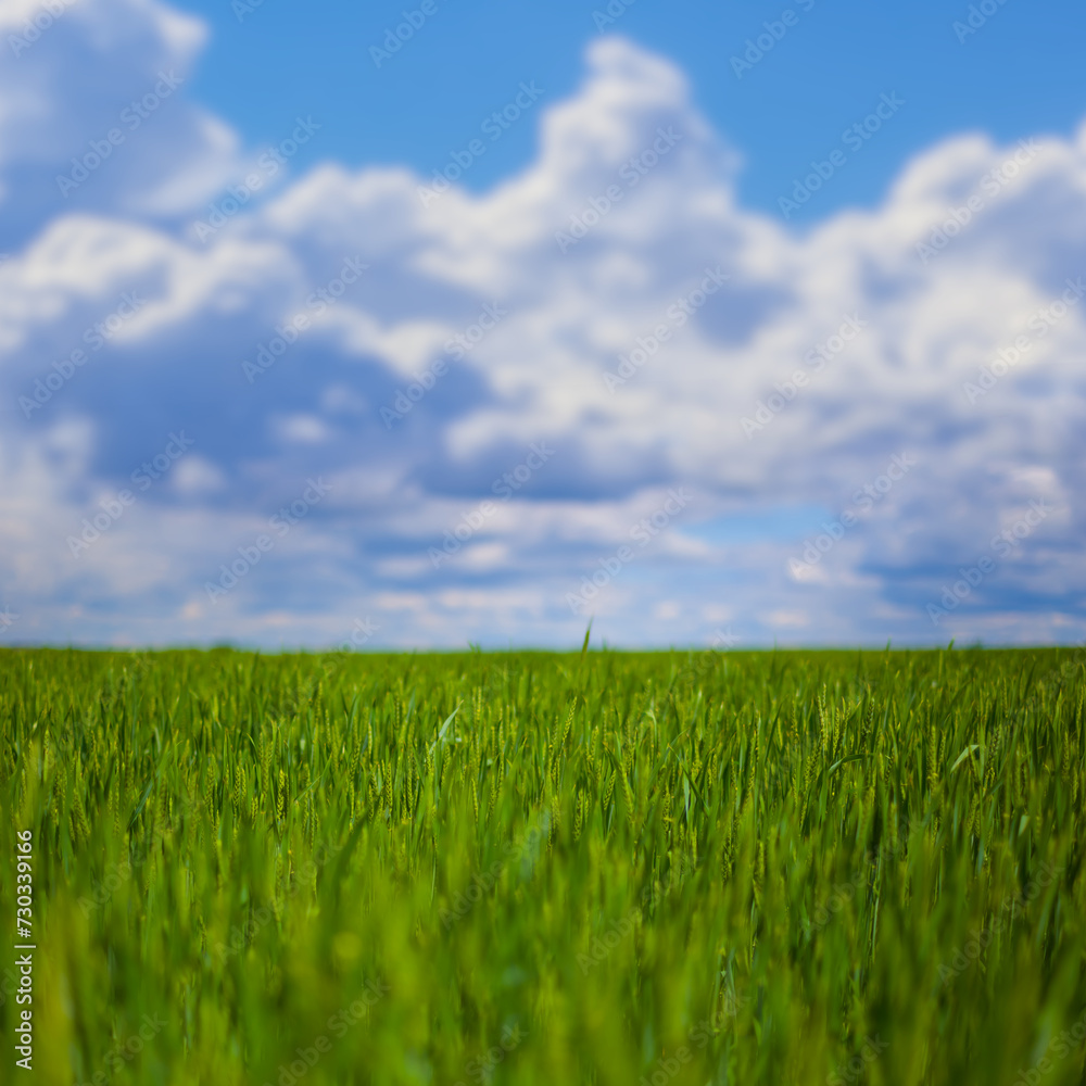 green rural field under blue cloudy sky, spring agricultural background green rural field under blue cloudy sky, spring agricultural background