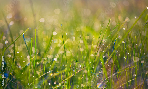 Fototapeta Naklejka Na Ścianę i Meble -  closeup wet green grass in water drop, natural summer background