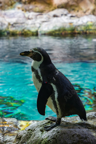 Cute penguins in a zoo of Tenerife  Spain 