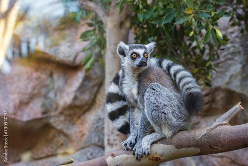 Ring tailed lemur (Lemur catta) in a zoo of Tenerife (Spain)