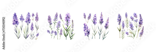 Lavender flowers set watercolor. Vector illustration design.