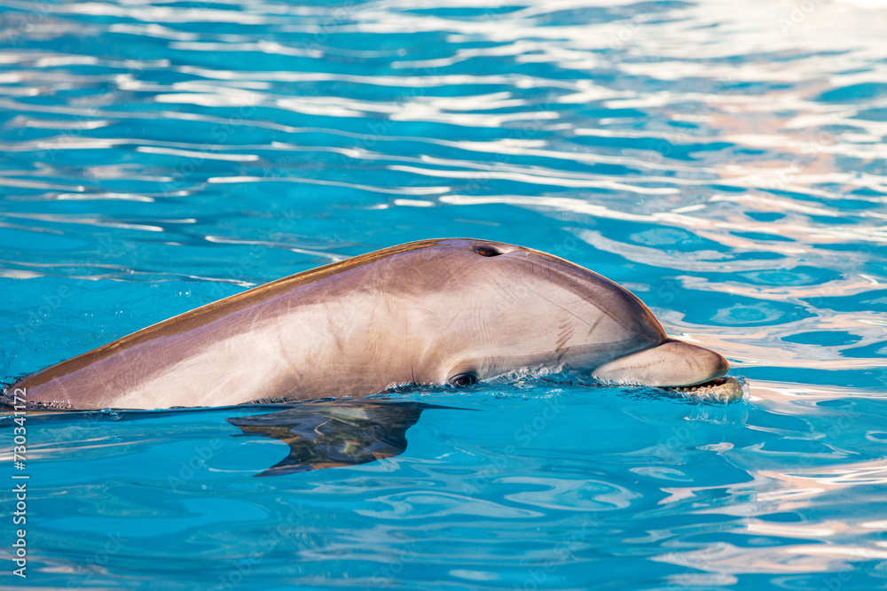 Naklejka premium Dolphin (Tursiops truncatus) in a zoo of Tenerife (Spain)