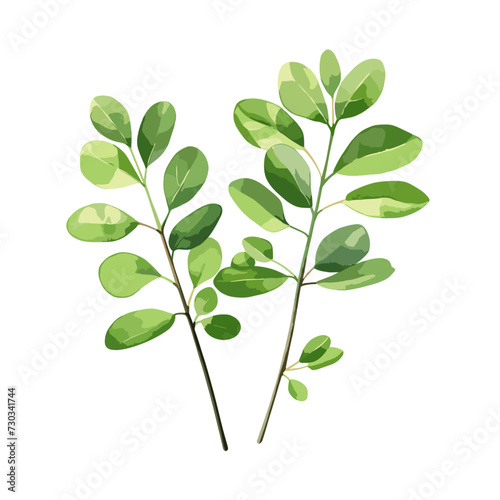 Hand-drawn watercolor illustration of Moringa oleifera on a white background, depicting a branch with green leave.