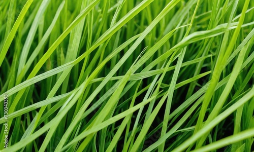 Biophilic Bliss: Extreme Close-Up Texture of Nature's Green Carpe