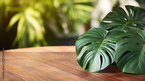 Monstera tropical leaves in flower pot on wooden table against the wall with shadows